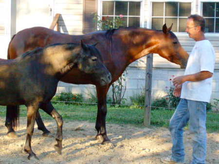 Hubby feeding horses