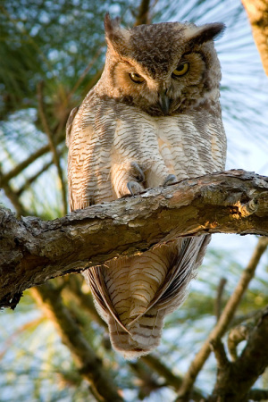 Female Great Horned Owl at Honeymoon Island
