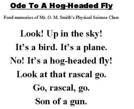 Ode To A Hog-Headed Fly