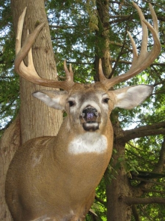 My Deer mount from fall 2009