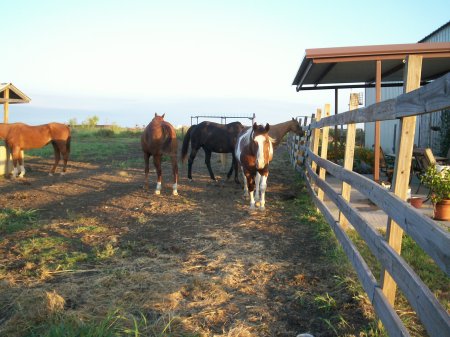 Sunrise on the horses 4