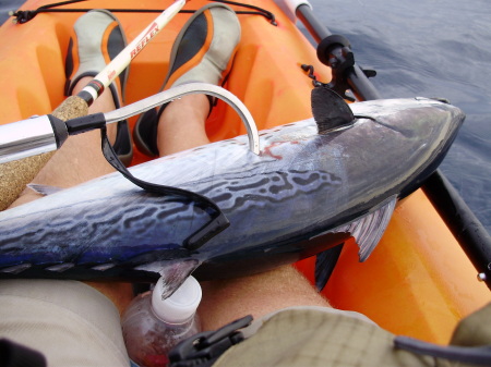 A Blackfin Tuna, caught from my kayak