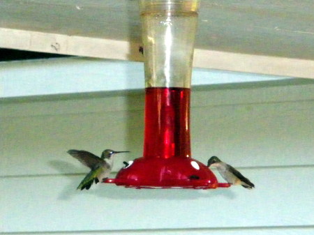 Hummingbirds