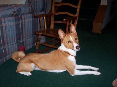 My Basenji