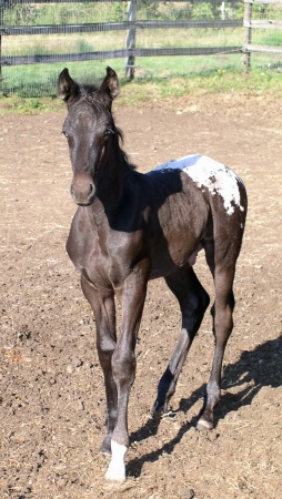 stud colt 1 month old