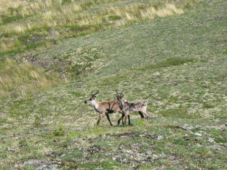 Carribou crossing