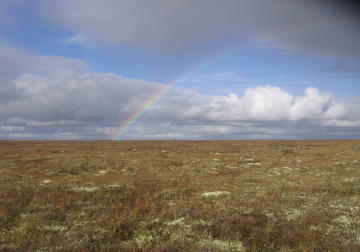 tundra rainbow