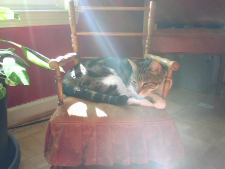 My cat Teto in my toy rocker