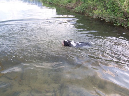 Our dog Neji swimiming