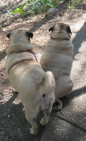 Camping Pugs