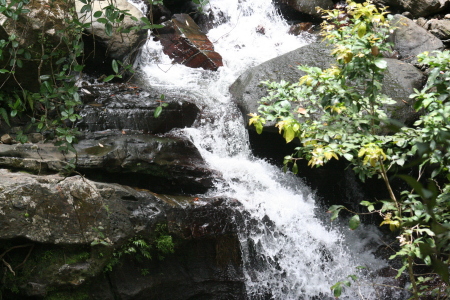 El Yunque National Rainforest--07/13/08
