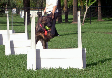 Zoey at Flyball practice