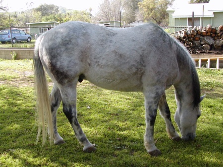 Grey-Dean's horse