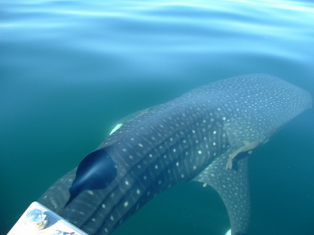 Whale Shark