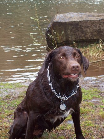 my three legged crazy chocolate lab coco