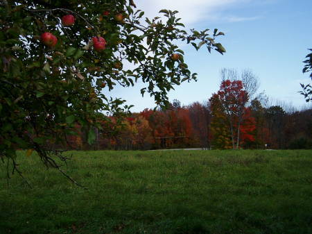 View from the apple orchard across the hill