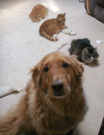 My dog, Buddy and my Kitties