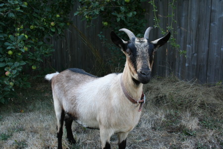 Millie the Goat!
