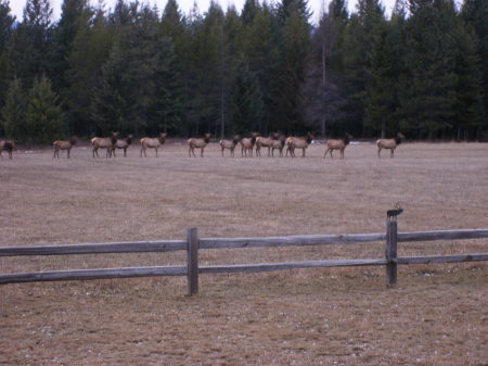 elk 066