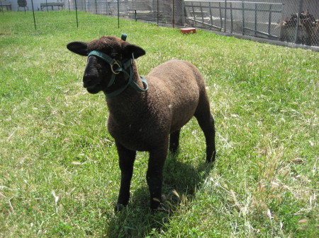 Ryan's FFA lamb  "Goat"