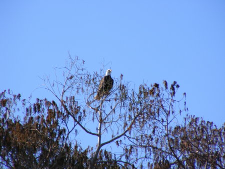 lake harris eagles (9)