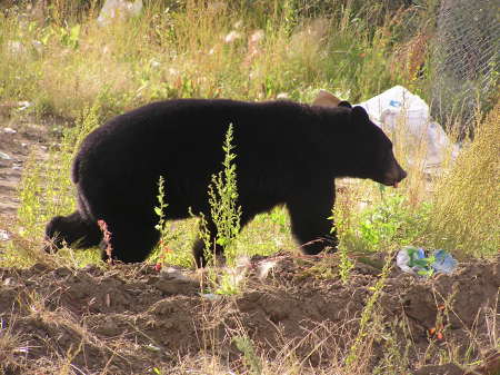 Alaskan Black bear