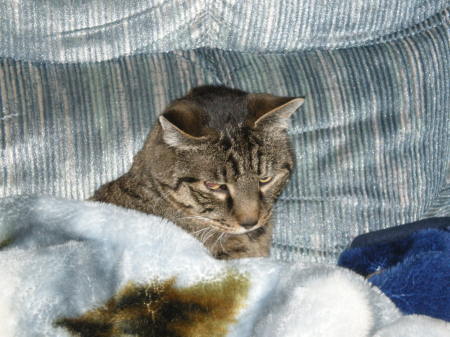 Teddy Bear cuddling under his blanket