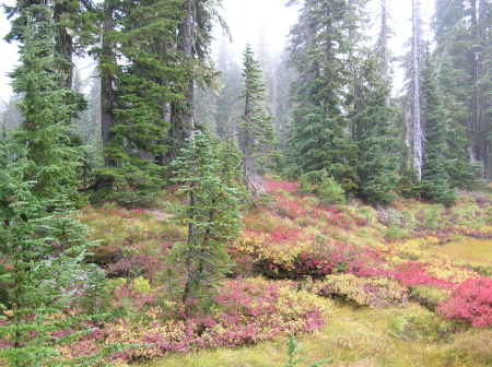 Indian Heaven Wilderness