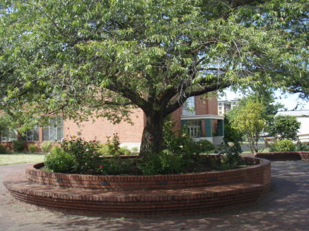 Rose Garden Courtyard