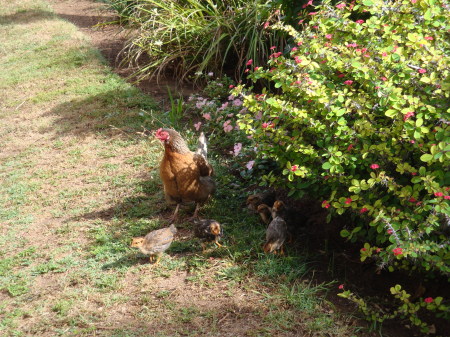 Kathy Jabterakes 's album, Bermuda - May 2010