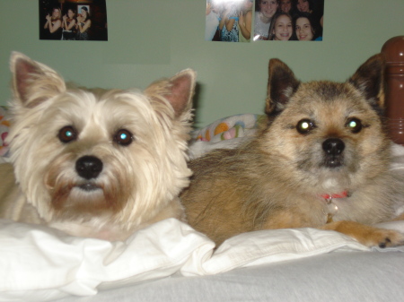 My 4 legged babies, Zoe & T.J.