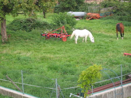 Comet and Andrew in the field by the house