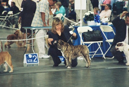 Bonkers at the dog show