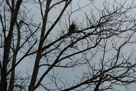 Bald Eagle