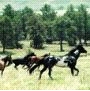 Horses_1