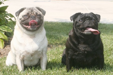 our pugs penny and rocky