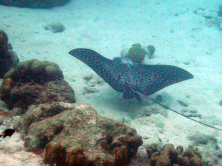 Stingray at Calabas Reef Bonaire NA