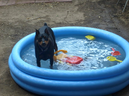 my crazy dog swimming