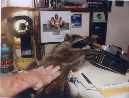 Bbaby Raccoon -2006