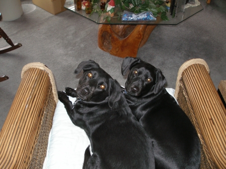 My 2 dogs