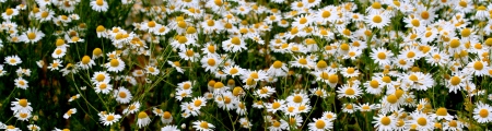 wild daisies