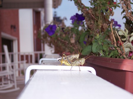 two grasshoppers on my front porch