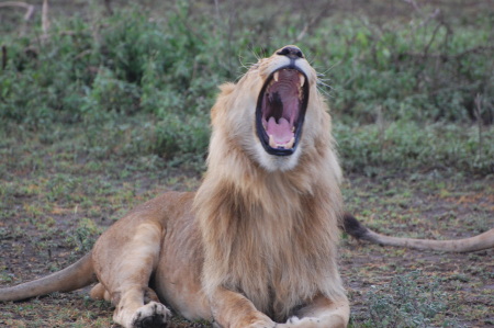 Lion in Serengti
