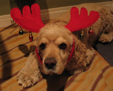 Oboe - one very humiliated cocker spaniel.