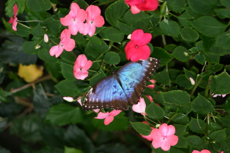 Butterflies of Stratford On Avon, England