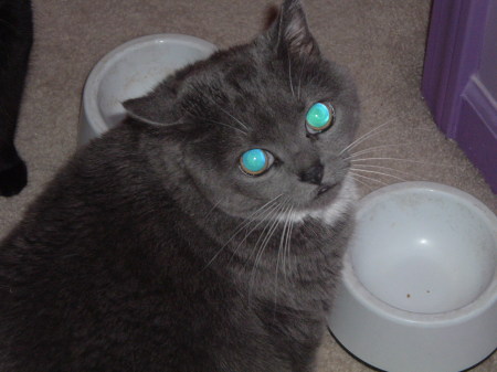 My cat Lucinda -Feed ME Please!