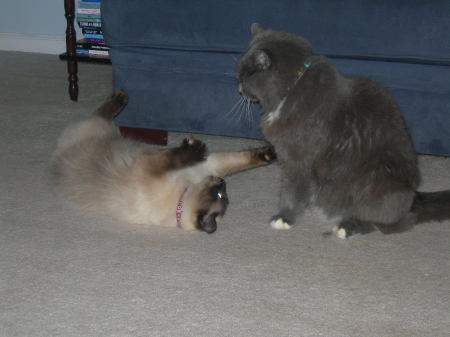 Topaz and Kohl playing