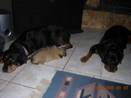 Heidi, Cappy, & Ruger