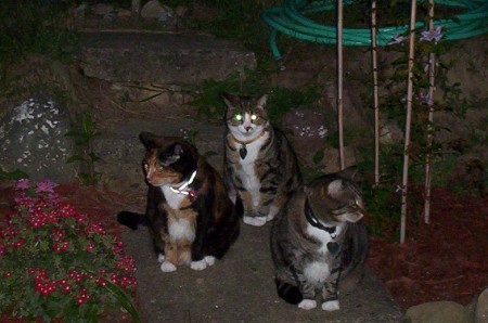 My three cats