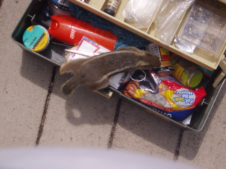 Chipmunk helping itself to my seeds.